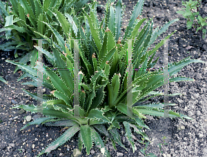 Picture of Eryngium agavifolium 