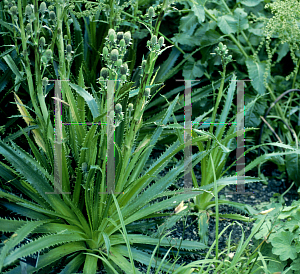 Picture of Eryngium agavifolium 