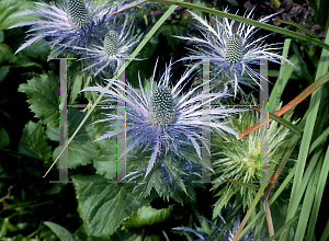 Picture of Eryngium alpinum 