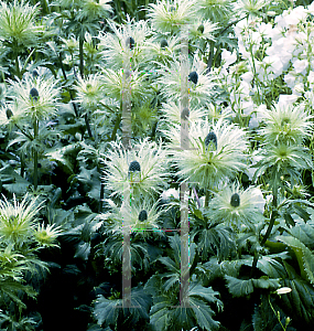 Picture of Eryngium alpinum 