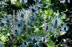 Picture of Eryngium alpinum 'Blue Star'