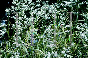 Picture of Eryngium aquaticum 