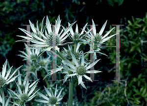 Picture of Eryngium bourgatii 