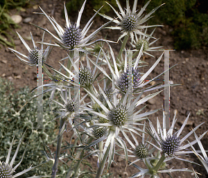 Picture of Eryngium bourgatii 