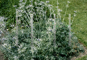 Picture of Eryngium bourgatii 