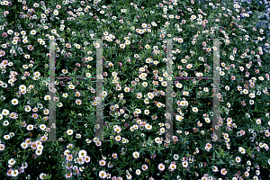 Picture of Erigeron karvinskianus 