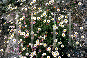 Picture of Erigeron karvinskianus 