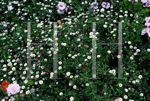 Picture of Erigeron karvinskianus 