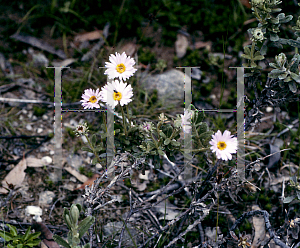 Picture of Erigeron pappochromus 