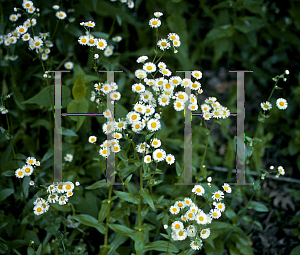 Picture of Erigeron philadelphicus 