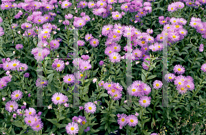 Picture of Erigeron speciosus 'Strahlenmeer'