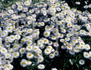 Picture of Erigeron speciosus 'Quakeress'