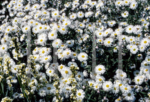 Picture of Erigeron speciosus 'Quakeress'