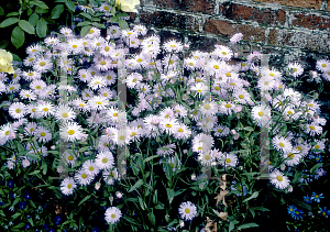 Picture of Erigeron speciosus 'Quakeress'