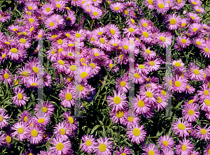 Picture of Erigeron x 'Unity'