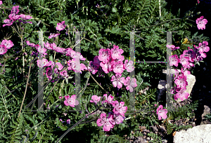 Picture of Erodium castellanum 