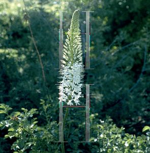 Picture of Eremurus himalaicus 