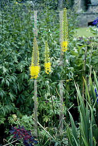 Picture of Eremurus x isabellinus 