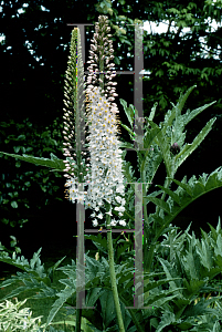 Picture of Eremurus robustus 