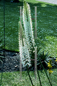 Picture of Eremurus x tubergenii 