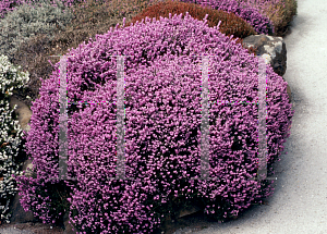 Picture of Erica carnea 