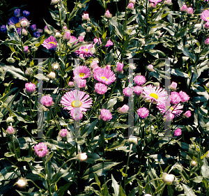 Picture of Erigeron alpinus 'Adria'