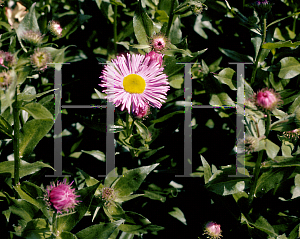 Picture of Erigeron alpinus 'Adria'