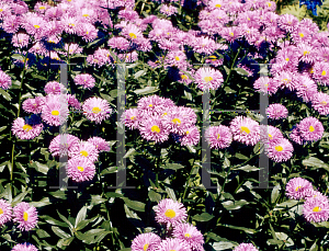 Picture of Erigeron alpinus 'Adria'