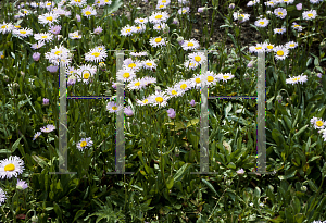 Picture of Erigeron glabellus 