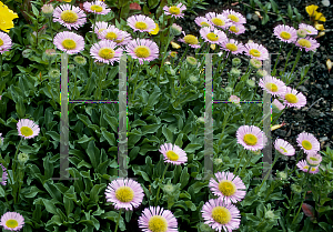 Picture of Erigeron glaucus 'Elstead Pink'