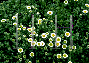 Picture of Erigeron glaucus 'Albus'