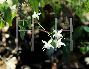 Picture of Epimedium x youngianum 'Milky Way'