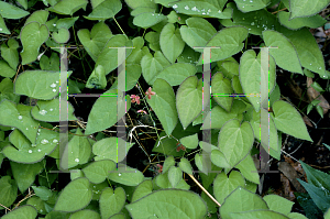 Picture of Epimedium x warleyense 