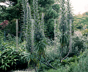 Picture of Echium wildpretii 