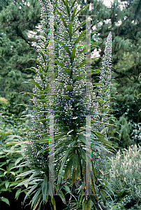 Picture of Echium wildpretii 