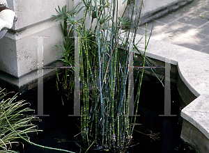 Picture of Equisetum arvense '~Species'