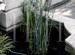 Picture of Equisetum arvense 