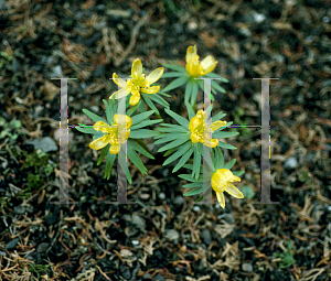 Picture of Eranthis cilicicia 