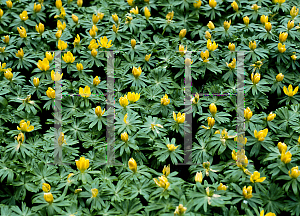 Picture of Eranthis hyemalis 