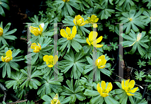 Picture of Eranthis hyemalis 