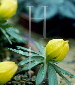 Picture of Eranthis hyemalis 