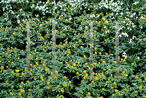 Picture of Eranthis hyemalis 