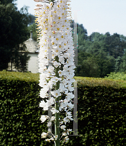 Picture of Eremurus aitchisoniii 