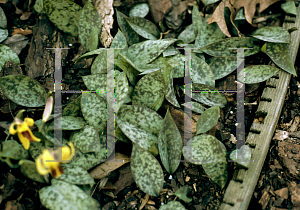 Picture of Erythronium americanum 