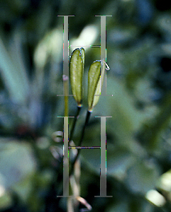 Picture of Erythronium americanum 