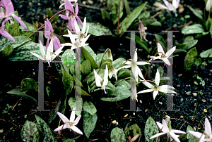 Picture of Erythronium dens-canis 