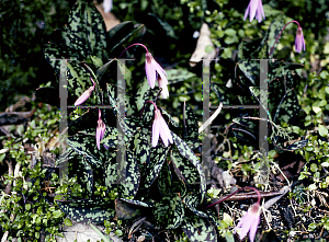 Picture of Erythronium dens-canis 
