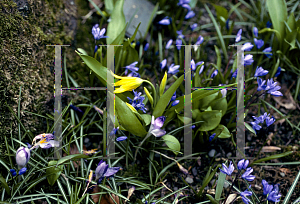 Picture of Erythronium grandiflorum 