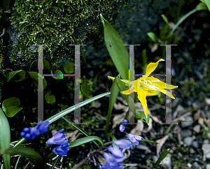 Picture of Erythronium grandiflorum 