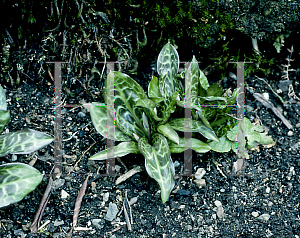 Picture of Erythronium revolutum 